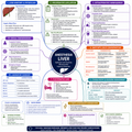 Liver Disease – Anesthesia Mind Map